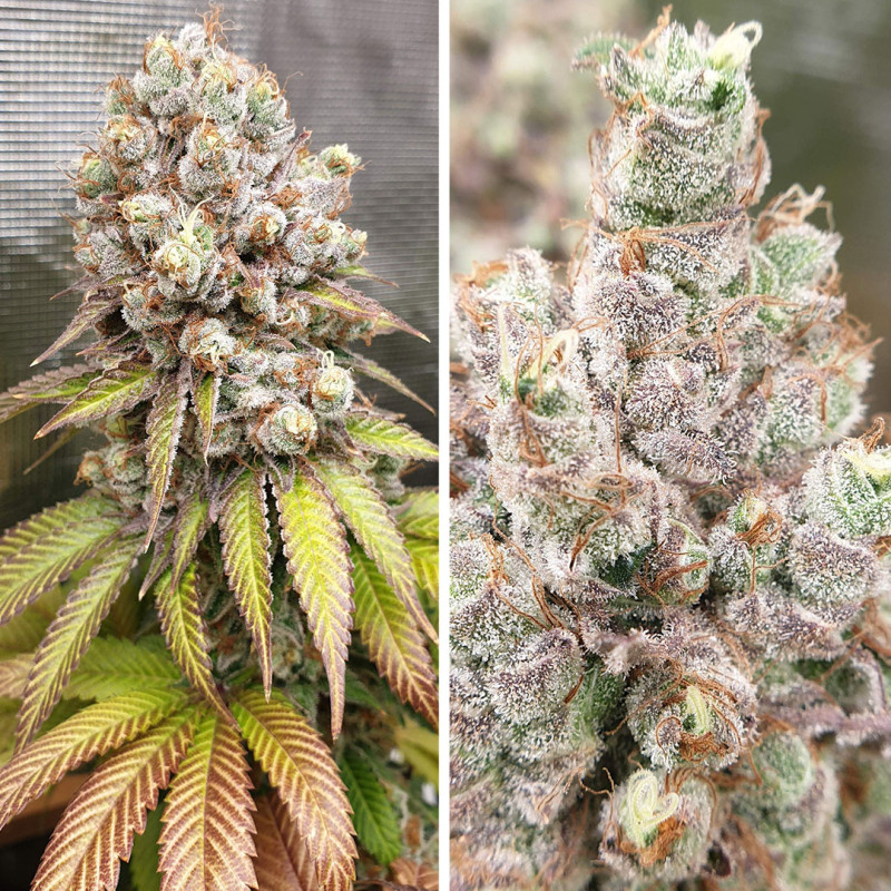 Purple OG Punch Purple OG Punch