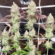 Purple OG Punch Purple OG Punch