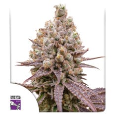 Purple OG Punch Purple OG Punch