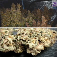 Auto Sweet Bourbon Kush Auto Sweet Bourbon Kush