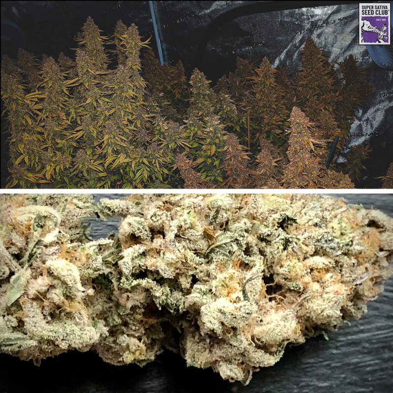 Auto Sweet Bourbon Kush Auto Sweet Bourbon Kush