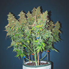 Auto Sweet Bourbon Kush Auto Sweet Bourbon Kush