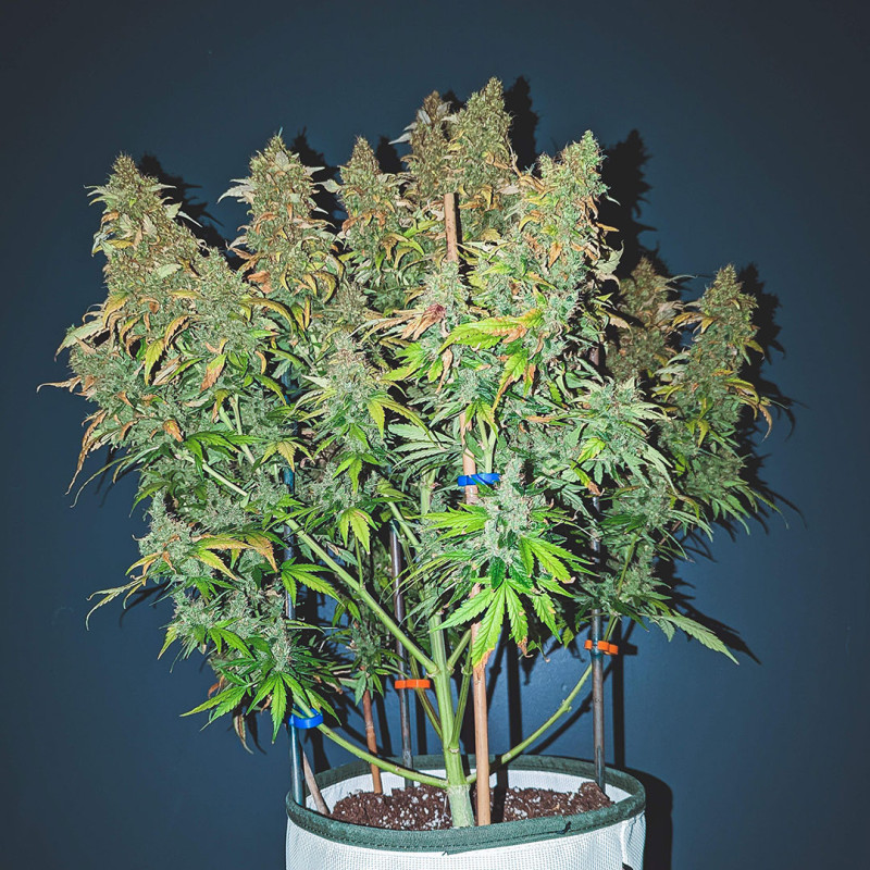 Auto Sweet Bourbon Kush Auto Sweet Bourbon Kush