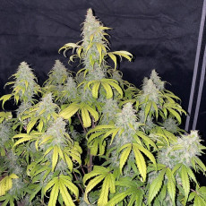 Auto Sweet Bourbon Kush Auto Sweet Bourbon Kush