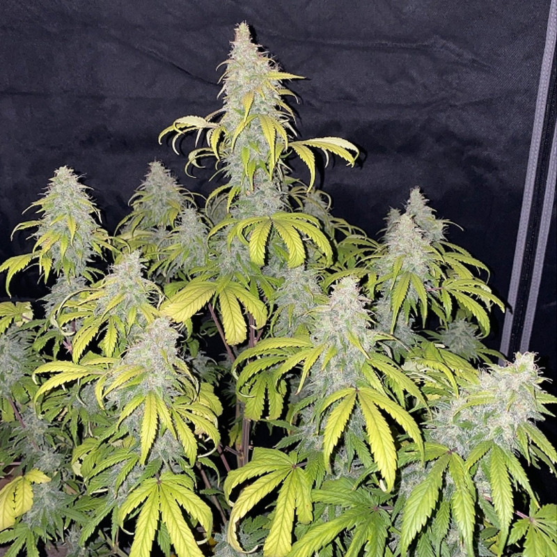Auto Sweet Bourbon Kush Auto Sweet Bourbon Kush