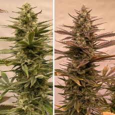 Bruce Lemon Diesel Bruce Lemon Diesel