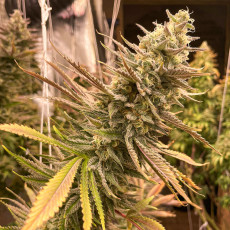 Bruce Lemon Diesel Bruce Lemon Diesel