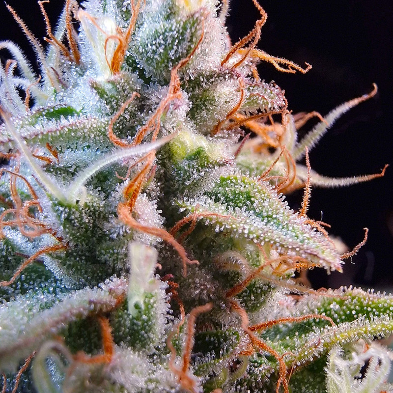Achetez des Graines de Cannabis Auto Purple OG Punch | Dutch Passion Achetez des Graines de Cannabis Auto Purple OG Punch | Dutch Passion