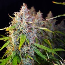 Achetez des Graines de Cannabis Auto Purple OG Punch | Dutch Passion Achetez des Graines de Cannabis Auto Purple OG Punch | Dutch Passion