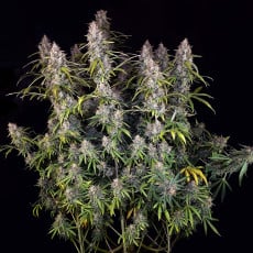 Achetez des Graines de Cannabis Auto Purple OG Punch | Dutch Passion Achetez des Graines de Cannabis Auto Purple OG Punch | Dutch Passion