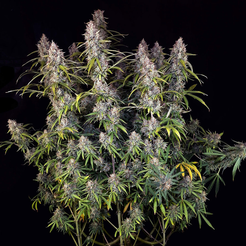 Achetez des Graines de Cannabis Auto Purple OG Punch | Dutch Passion Achetez des Graines de Cannabis Auto Purple OG Punch | Dutch Passion