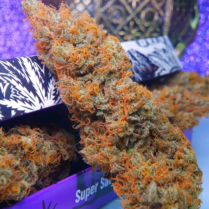 Buy Auto Purple OG Punch Cannabis Seeds | Dutch Passion