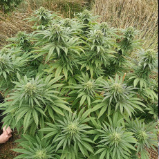Bruce Lemon Diesel Bruce Lemon Diesel