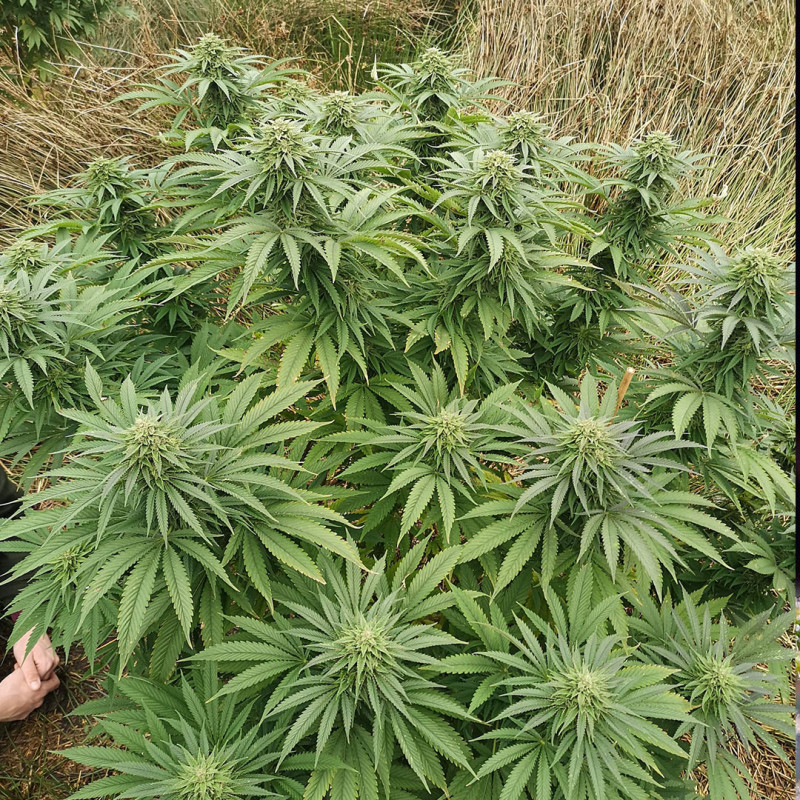 Bruce Lemon Diesel Bruce Lemon Diesel