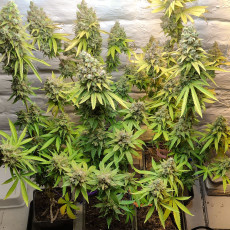 Lemon OG Lemon OG