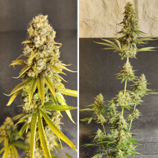 Lemon OG Lemon OG