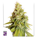 Lemon OG