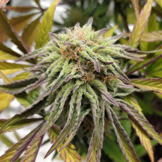 Buy TnT Trichome Feminised Seeds from Super Sativa Seed Club
