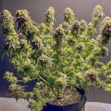 Buy TnT Trichome Feminised Seeds from Super Sativa Seed Club