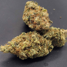 Buy TnT Trichome Feminised Seeds from Super Sativa Seed Club