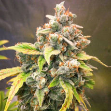 Acquistate i semi di cannabis di Sour Tangie Dawg | Dutch Passion Acquistate i semi di cannabis di Sour Tangie Dawg | Dutch Passion