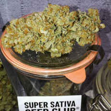 Acquistate i semi di cannabis di Sour Tangie Dawg | Dutch Passion Acquistate i semi di cannabis di Sour Tangie Dawg | Dutch Passion
