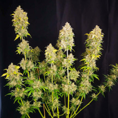 Acquistate i semi di cannabis di Sour Tangie Dawg | Dutch Passion Acquistate i semi di cannabis di Sour Tangie Dawg | Dutch Passion