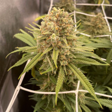 Buy Desfrán® Feminised Seeds | Dutch Passion UK Buy Desfrán® Feminised Seeds | Dutch Passion UK