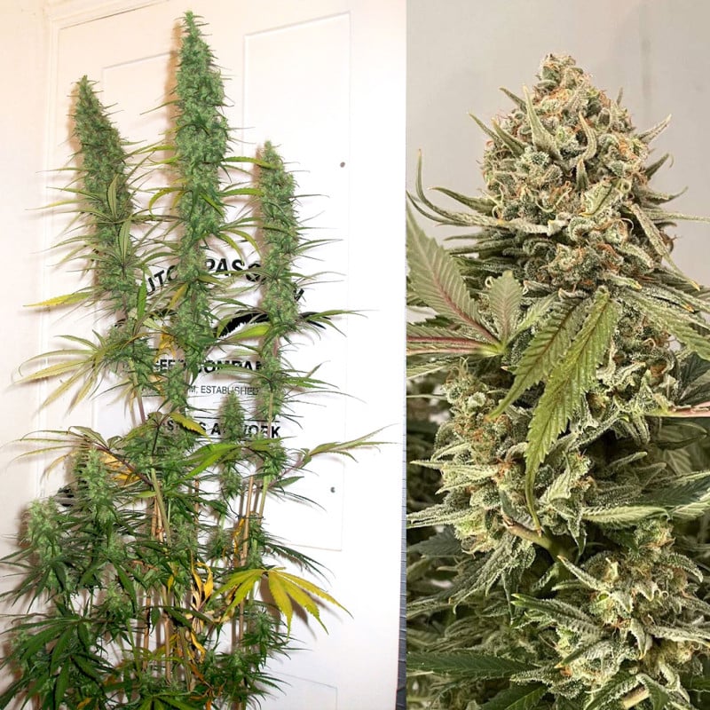 Buy Desfrán® Feminised Seeds | Dutch Passion UK Buy Desfrán® Feminised Seeds | Dutch Passion UK