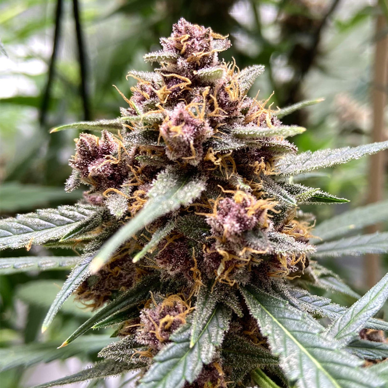 Comprar Durban Poison® Semillas Feminizadas | Dutch Passion Comprar Durban Poison® Semillas Feminizadas | Dutch Passion