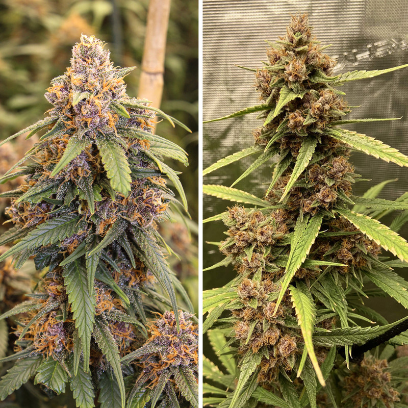 Comprar Durban Poison® Semillas Feminizadas | Dutch Passion Comprar Durban Poison® Semillas Feminizadas | Dutch Passion