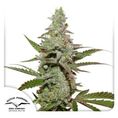 Amsterdam Amnesia® Feminisierte Samen kaufen | Dutch Passion DE