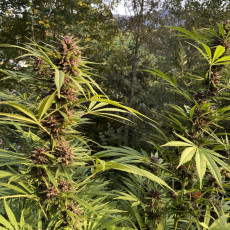 Semi di Cannabis di Durban Dew (Semi di Cannabis femminizzati) | Dutch Passion IT Semi di Cannabis di Durban Dew (Semi di Cannabis femminizzati) | Dutch Passion IT