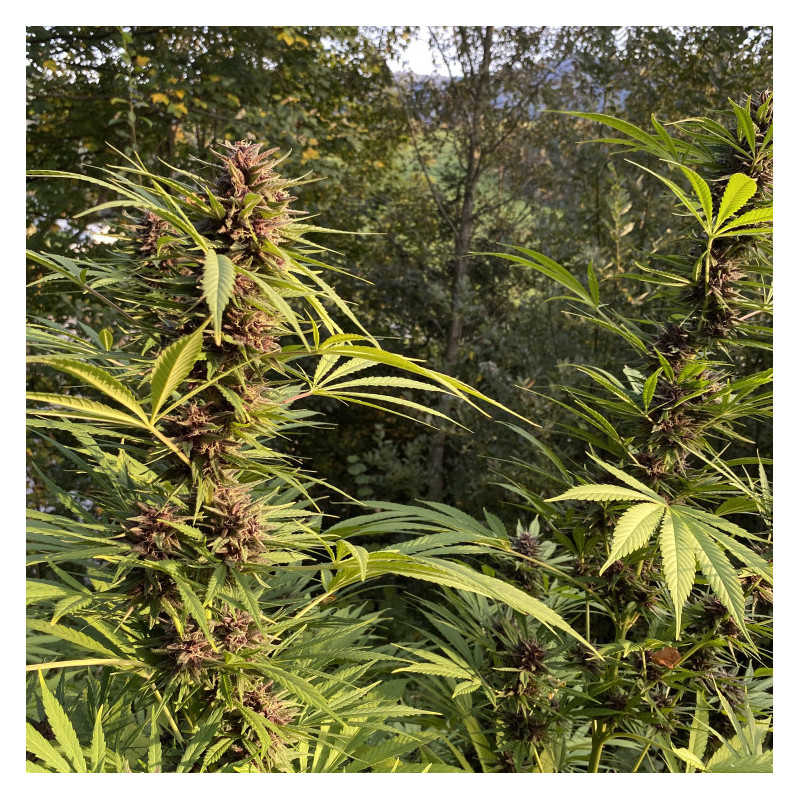 Semi di Cannabis di Durban Dew (Semi di Cannabis femminizzati) | Dutch Passion IT Semi di Cannabis di Durban Dew (Semi di Cannabis femminizzati) | Dutch Passion IT
