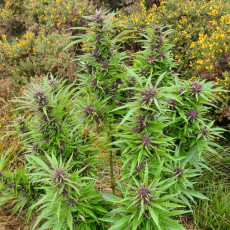 Semi di Cannabis di Durban Dew (Semi di Cannabis femminizzati) | Dutch Passion IT Semi di Cannabis di Durban Dew (Semi di Cannabis femminizzati) | Dutch Passion IT