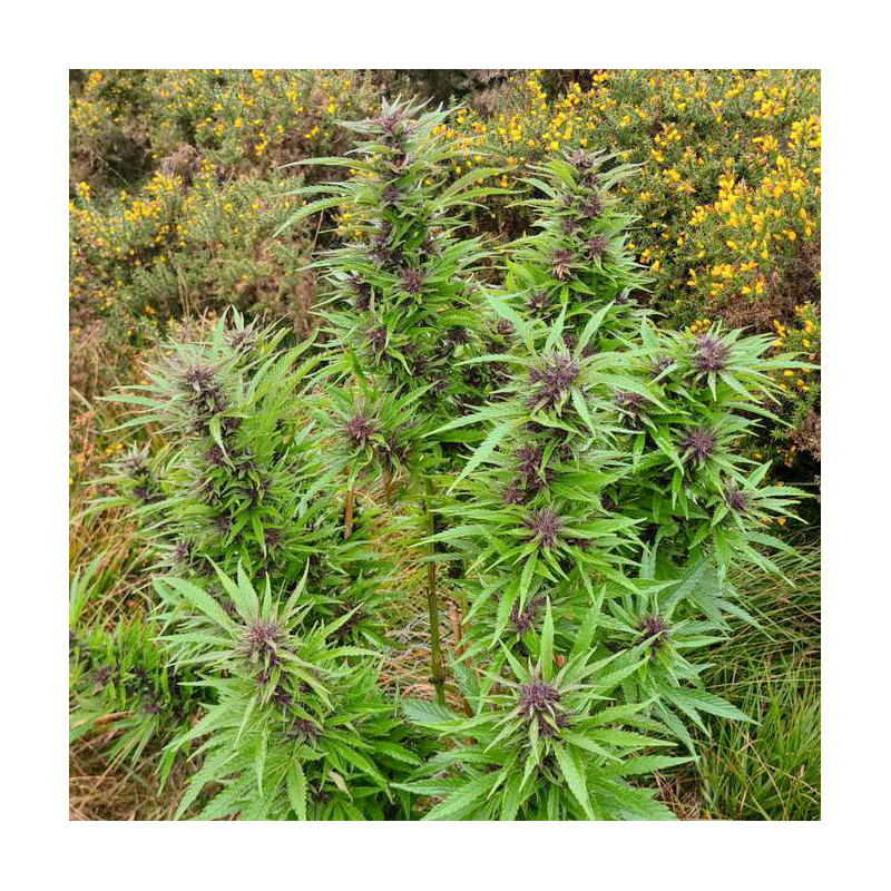 Semi di Cannabis di Durban Dew (Semi di Cannabis femminizzati) | Dutch Passion IT Semi di Cannabis di Durban Dew (Semi di Cannabis femminizzati) | Dutch Passion IT