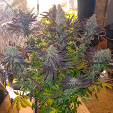 Compra Blueberry® Semillas feminizadas | Dutch Passion Compra Blueberry® Semillas feminizadas | Dutch Passion