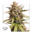 Achetez des graines à autofloraison Auto Melonade Runtz ® | Dutch Passion FR