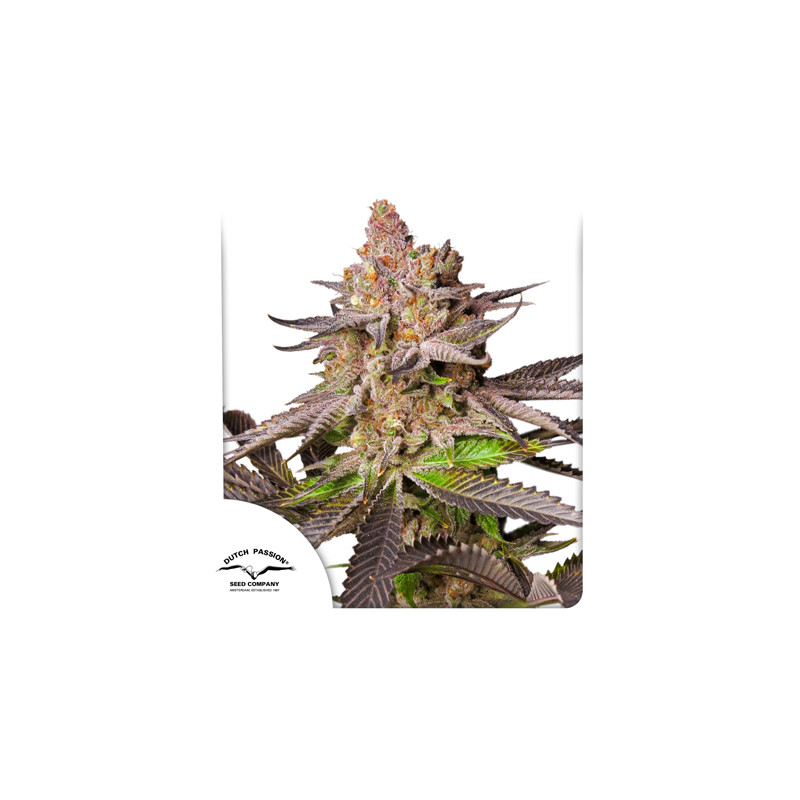 Koop Melonade Runtz ® Gefeminiseerde Zaden | Dutch Passion NL