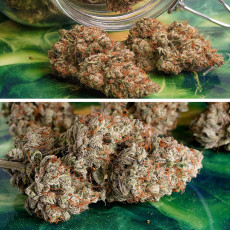 Achetez des graines à autofloraison Auto Melonade Runtz ® | Dutch Passion FR Achetez des graines à autofloraison Auto Melonade Runtz ® | Dutch Passion FR