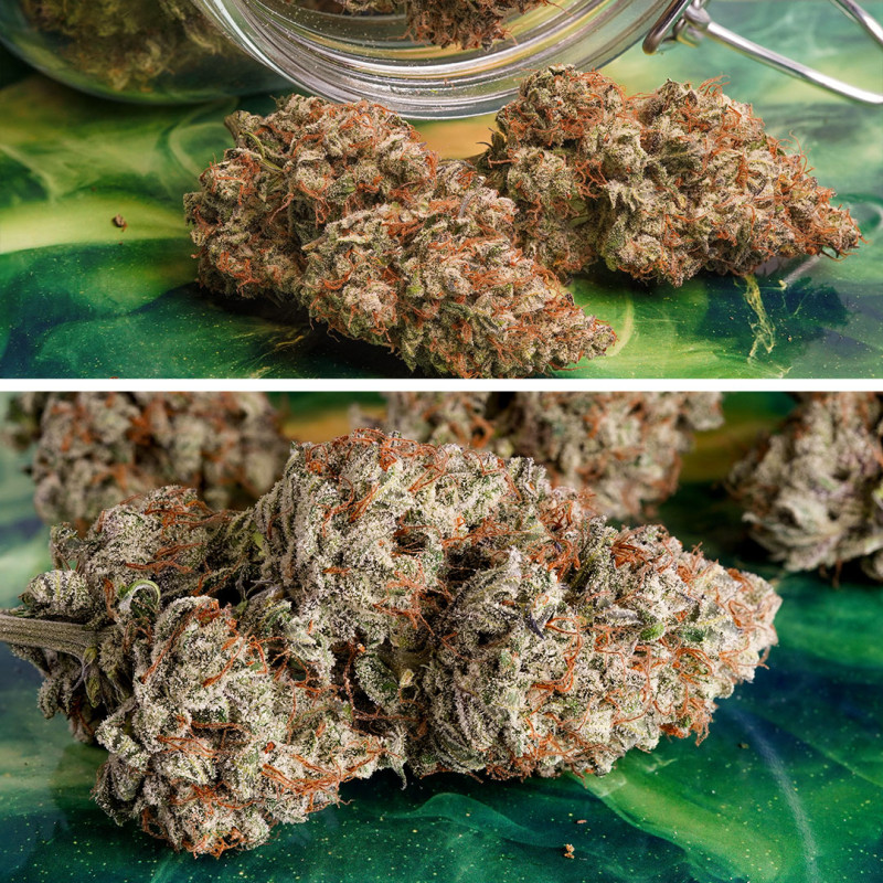 Achetez des graines à autofloraison Auto Melonade Runtz ® | Dutch Passion FR Achetez des graines à autofloraison Auto Melonade Runtz ® | Dutch Passion FR