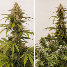 Achetez des graines à autofloraison Auto Melonade Runtz ® | Dutch Passion FR Achetez des graines à autofloraison Auto Melonade Runtz ® | Dutch Passion FR