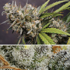 Achetez des graines à autofloraison Auto Melonade Runtz ® | Dutch Passion FR Achetez des graines à autofloraison Auto Melonade Runtz ® | Dutch Passion FR