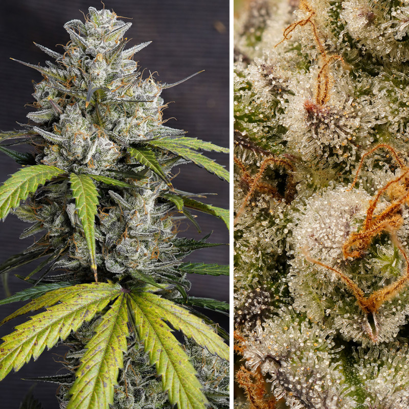 Achetez des graines à autofloraison Auto Melonade Runtz ® | Dutch Passion FR Achetez des graines à autofloraison Auto Melonade Runtz ® | Dutch Passion FR