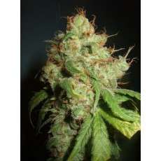 Freddy's Best® (haze) | Graines de cannabis discontinuées