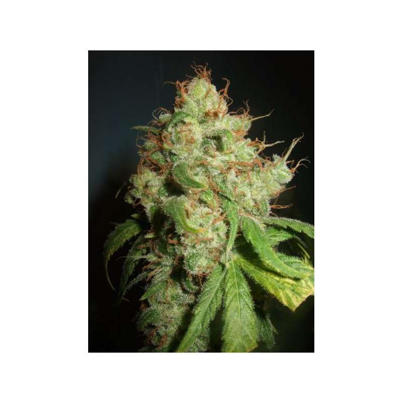 Freddy's Best® (haze) | Graines de cannabis discontinuées