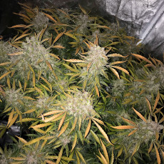 Compra semillas de cannabis CBD Auto Charlotte's Angel® | Dutch Passion