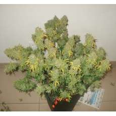 Freddy's Best® (haze) | Graines de cannabis discontinuées