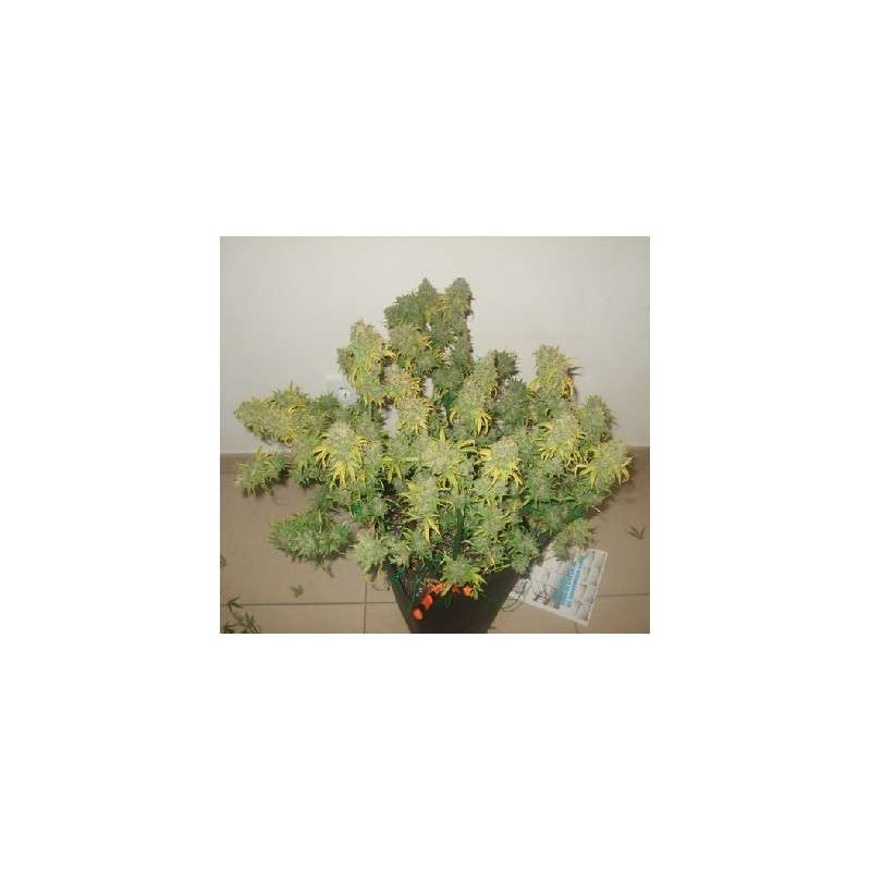 Freddy's Best® (haze) | Graines de cannabis discontinuées