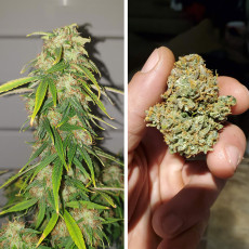 Compra semillas de cannabis CBD Auto Charlotte's Angel® | Dutch Passion